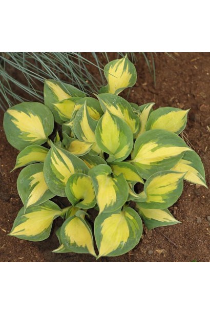 Хоста ’Beach Boy’ догляд